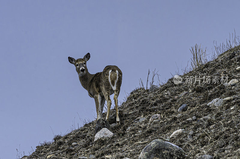 白尾鹿(Odocoileus virginianus)，也被称为白尾鹿，是一种土生土长的美国中型鹿。